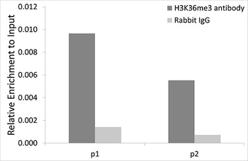 H3K79me2 Antibody