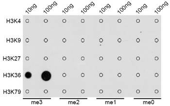 H3K36me3 Antibody
