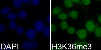 H3K36me3 Antibody