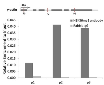 H3K36me3 Antibody