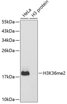 H3K36me2 Antibody