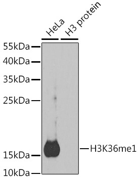 H3K36me1 Antibody