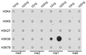 H3K36me1 Antibody