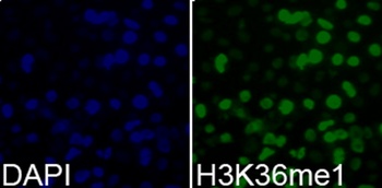 H3K36me1 Antibody