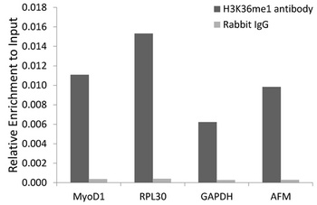 H3K36me1 Antibody