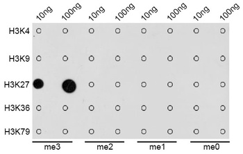 H3K27me3 Antibody