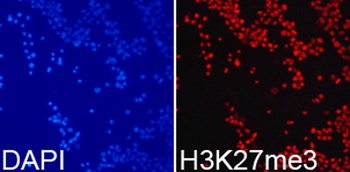 H3K27me3 Antibody