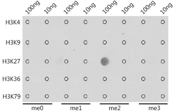 H3K27me2 Antibody