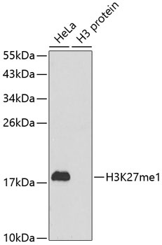 MonoMethyl-Histone H3-K27 pAb