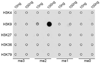 H3K9me2 Antibody