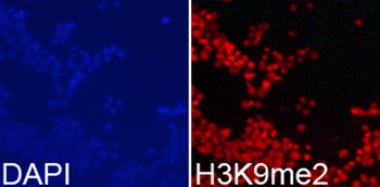 DiMethyl-Histone H3-K9 pAb