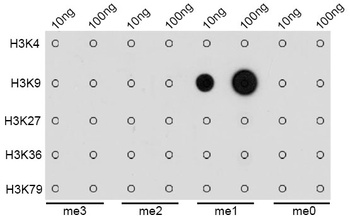 H3K9me1 Antibody