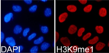 H3K9me1 Antibody