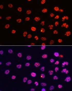 H3K9me1 Antibody