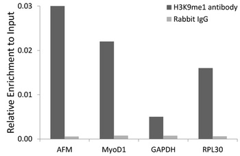 H3K9me1 Antibody