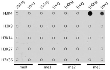 H3K4me3 Antibody