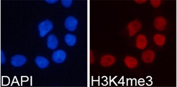 TriMethyl-Histone H3-K4 pAb