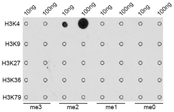 DiMethyl-Histone H3-K4 pAb