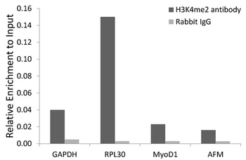 DiMethyl-Histone H3-K4 pAb