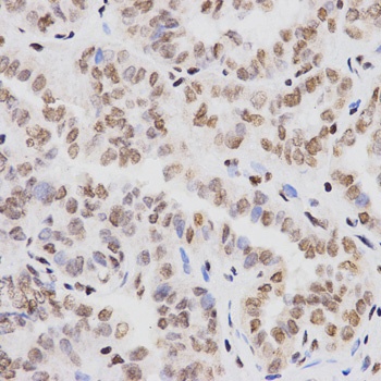 H3K4me1 Antibody