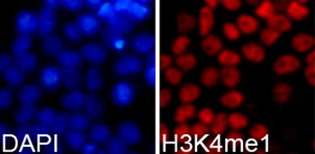 H3K4me1 Antibody