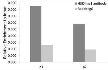 H3K4me1 Antibody