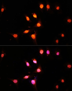 H3K4me1 Antibody