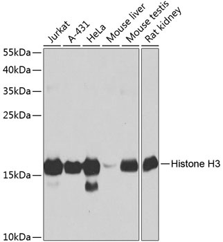 Histone H3 Antibody