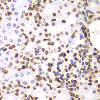 Histone H3 Antibody