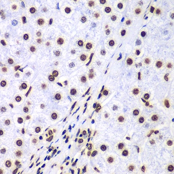 Histone H3 Antibody