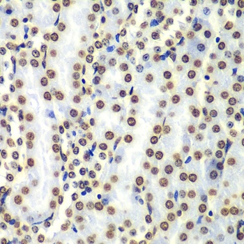 Histone H3 Antibody