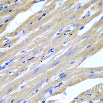 HSPB2 Antibody