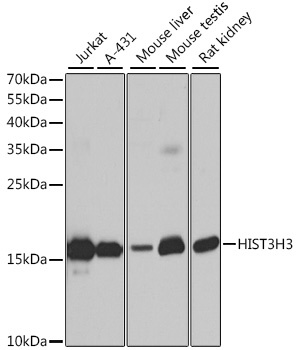Histone H3 Antibody
