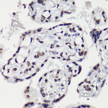 Histone H3 Antibody