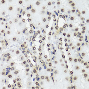 Histone H3 Antibody