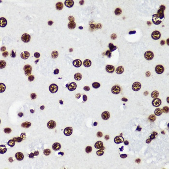 Histone H3 Antibody