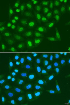 Histone H3 Antibody