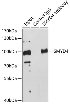 SMYD4 Antibody