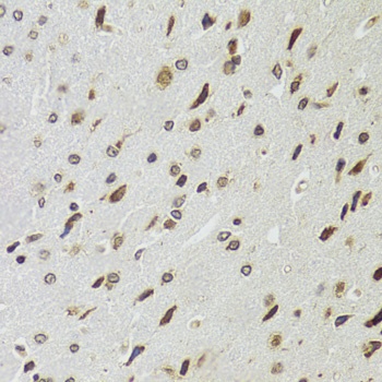 EDF1 Antibody