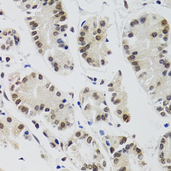 EDF1 Antibody