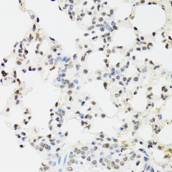 EDF1 Antibody