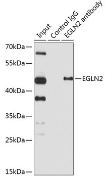 EGLN2 Antibody