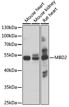 MBD2 Antibody