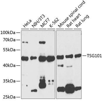 TSG101 Antibody