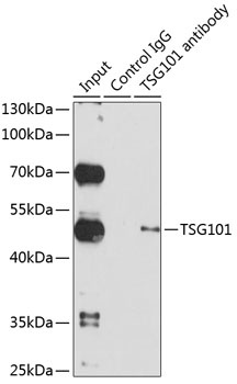 TSG101 Antibody