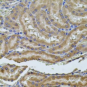 ALIX / PDCD6IP Antibody