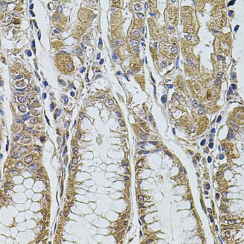 ALIX / PDCD6IP Antibody