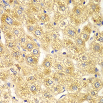 OGT Antibody