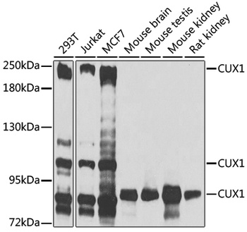 CUX1 Antibody