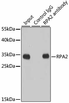 RPA2 Antibody
